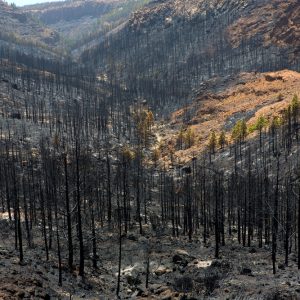 Stagione degli incendi danni del fuoco