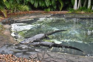 Due coccodrilli nell'Australia Zoo, fondato dai genitori di Steve Irwin