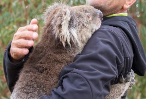 Incendi in Australia, un volontario con un koala