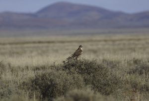 Gli uccelli piromani d'australia, un falco bruno