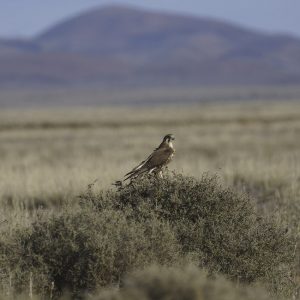 Gli uccelli piromani d'australia, un