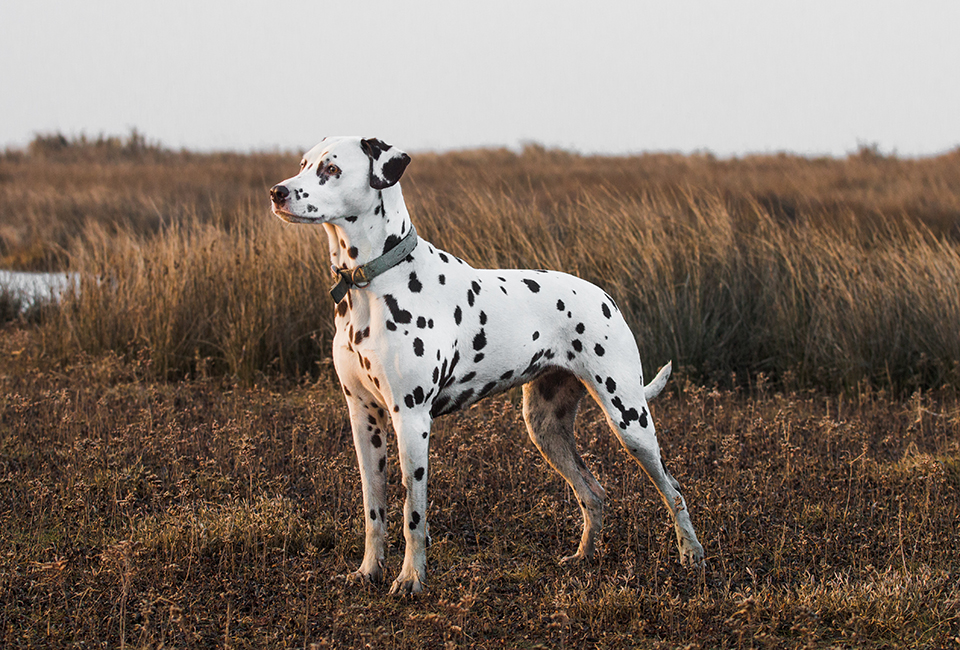 Perche Il Dalmata E Considerato Un Cane Pompiere Le Vernici Ignifughe Per Il Legno Firewall