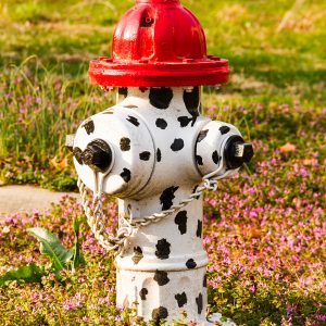 Dalmata cane pompiere