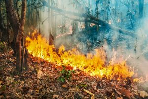 La propagazione di un incendio in natura