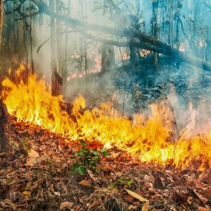 La propagazione di un incendio in natura