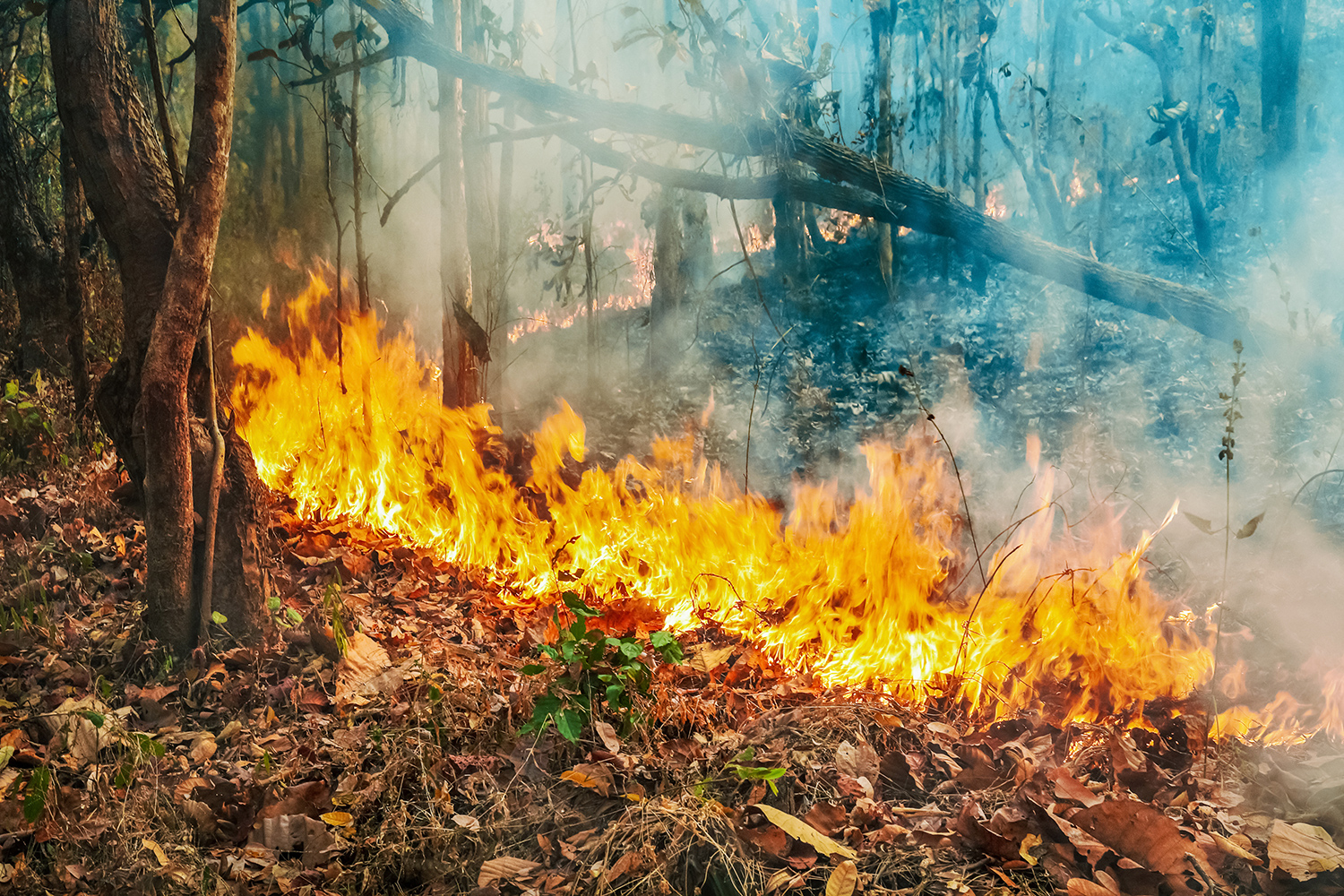 Come si innescano e si propagano gli incendi: la propagazione di un incendio in natura