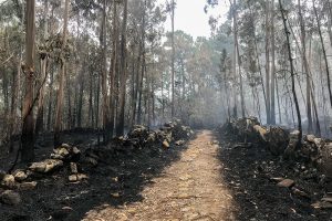 Il grande incendio del 2017 in Portogallo