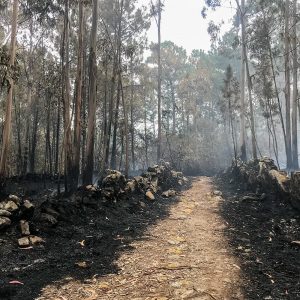 Il grande incendio del 2017 in Portogallo
