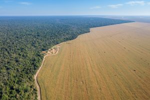 L'agricoltura è una delle cause del disboscamento in Amazonia