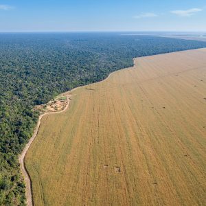 L'agricoltura è una delle cause del disboscamento in Amazonia