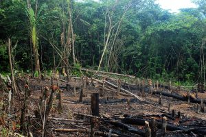 Incendi in Amazzonia