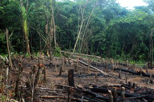 Incendi in Amazzonia