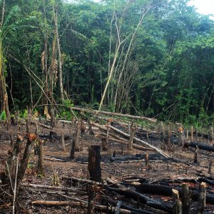 Incendi in Amazzonia