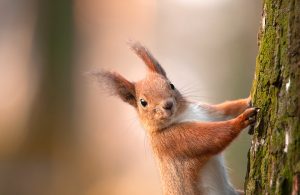 Una catastrofe ambientale per la flora e la fauna siberiana