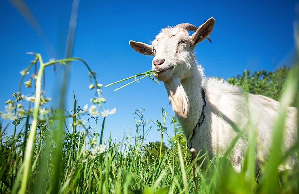 Le capre possono ripulire i terreni incolti, le erbacce, il sottobosco e i rami bassi