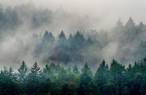 Caldo record in Canada, 2021