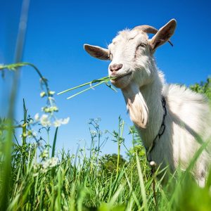 Le capre possono ripulire i terreni incolti, le erbacce, il sottobosco e i rami bassi