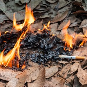 Cosa fare per evitare di causare un incendio boschivo