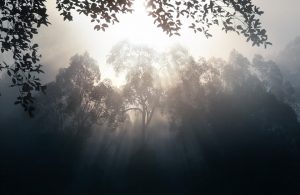 Vegetazione invasa dal fumo, in Indonesia