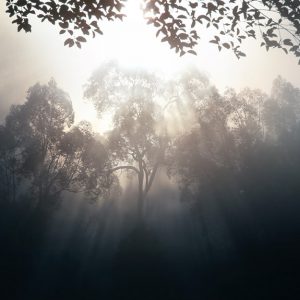 Vegetazione invasa dal fumo, in Indonesia