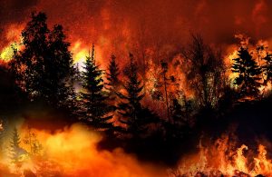 Un bosco della California tra le fiamme