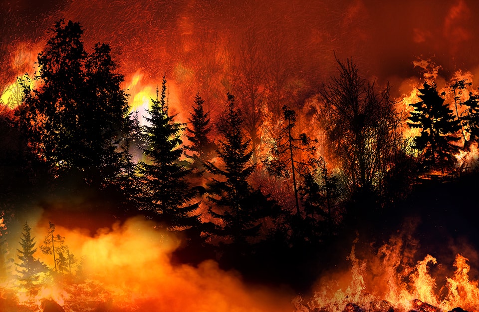 Un bosco della California tra le fiamme