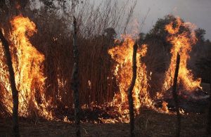Incendio serale nella Savana con alcuni arbusti in fiamme