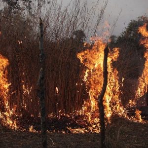 Incendio serale nella Savana con alcuni arbusti in fiamme