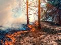 Il fronte di un incendio boschivo avanza lentamente nel sottobosco, tra fumo e basse fiamme
