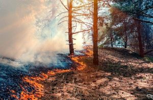 Il fronte di un incendio boschivo avanza lentamente nel sottobosco, tra fumo e basse fiamme