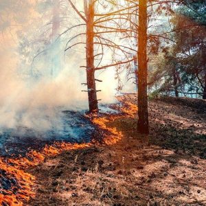 Il fronte di un incendio boschivo avanza lentamente nel sottobosco, tra fumo e basse fiamme