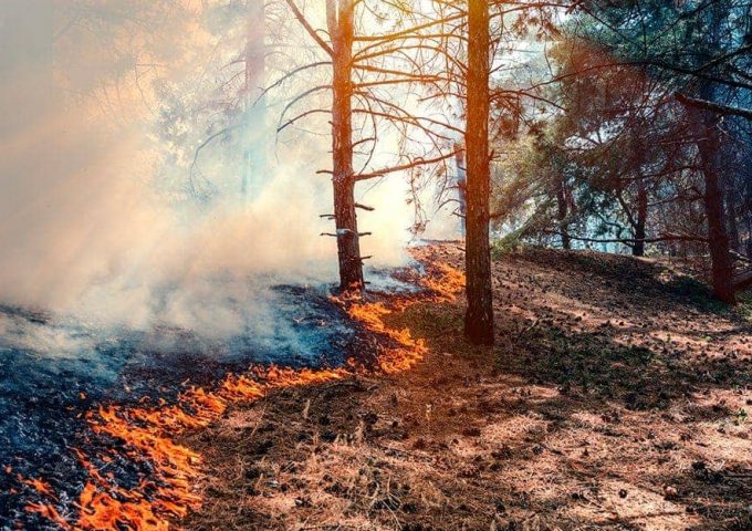 Il fronte di un incendio boschivo avanza lentamente nel sottobosco, tra fumo e basse fiamme