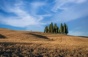 Un gruppo di cipressi mediterranei su una collina coltivata color oro