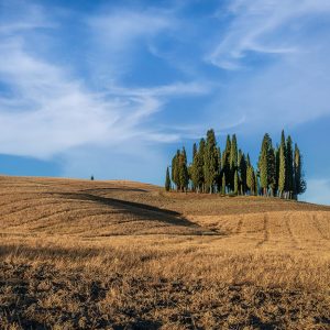 Un gruppo di cipressi mediterranei su una collina