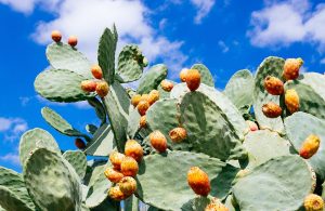 Una pianta di fico d'India con i caratteristici frutti arancioni