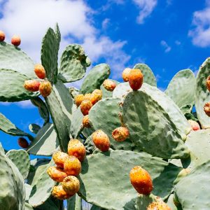 Una pianta di fico d'India con i caratteristici frutti arancioni