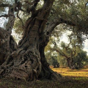 Una secolare pianta di ulivo