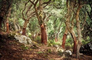 Un bosco di querce da sughero, piante ignifughe e pirofite