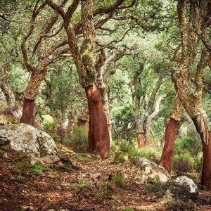 Un bosco di querce da sughero, piante ignifughe e pirofite