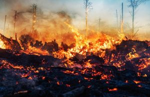 Una foresta devastata da un enorme incendio che ha lasciato in piedi solo pochi tronchi