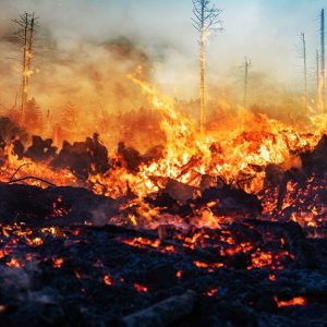 Una foresta devastata da un enorme incendio che ha lasciato in piedi solo pochi tronchi