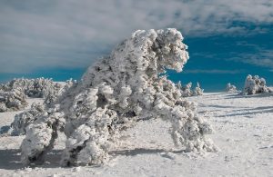 Pini ghiacciati in un paesaggio glaciale interamente bianco