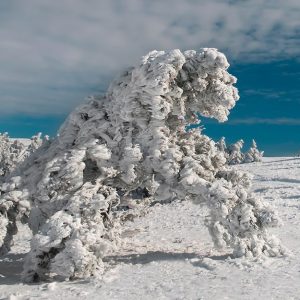 Pini ghiacciati in un paesaggio glaciale interamente bianco