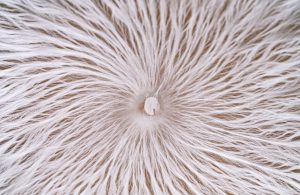Pattern a spirale composto dal micelio bianco dei funghi