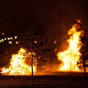 Un parco pubblico con alberi in fiamme e luci di un'area abitata che si intravedono nei pressi