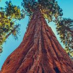 Un altissimo e imponente tronco di una sequoia gigante fotografato dal basso