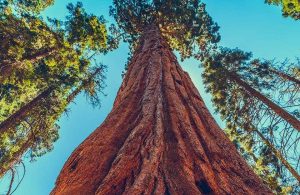 Un altissimo e imponente tronco di una sequoia gigante fotografato dal basso