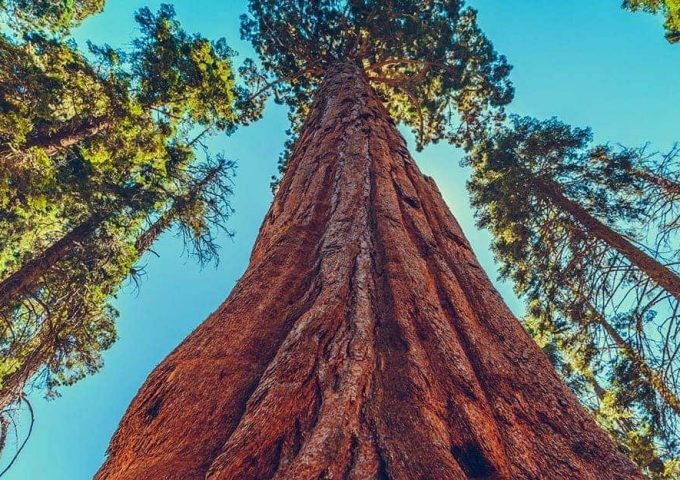 Un altissimo e imponente tronco di una sequoia gigante fotografato dal basso