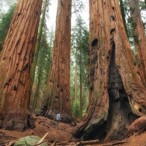 Un escursionista si aggira tra le sequoie giganti del Sequoia National Park, in California, e sembra minuscolo in confronto agli alberi