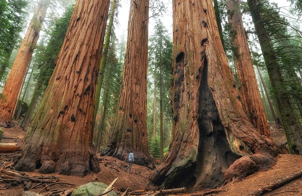 Un escursionista si aggira tra le sequoie giganti del Sequoia National Park, in California, e sembra minuscolo in confronto agli alberi